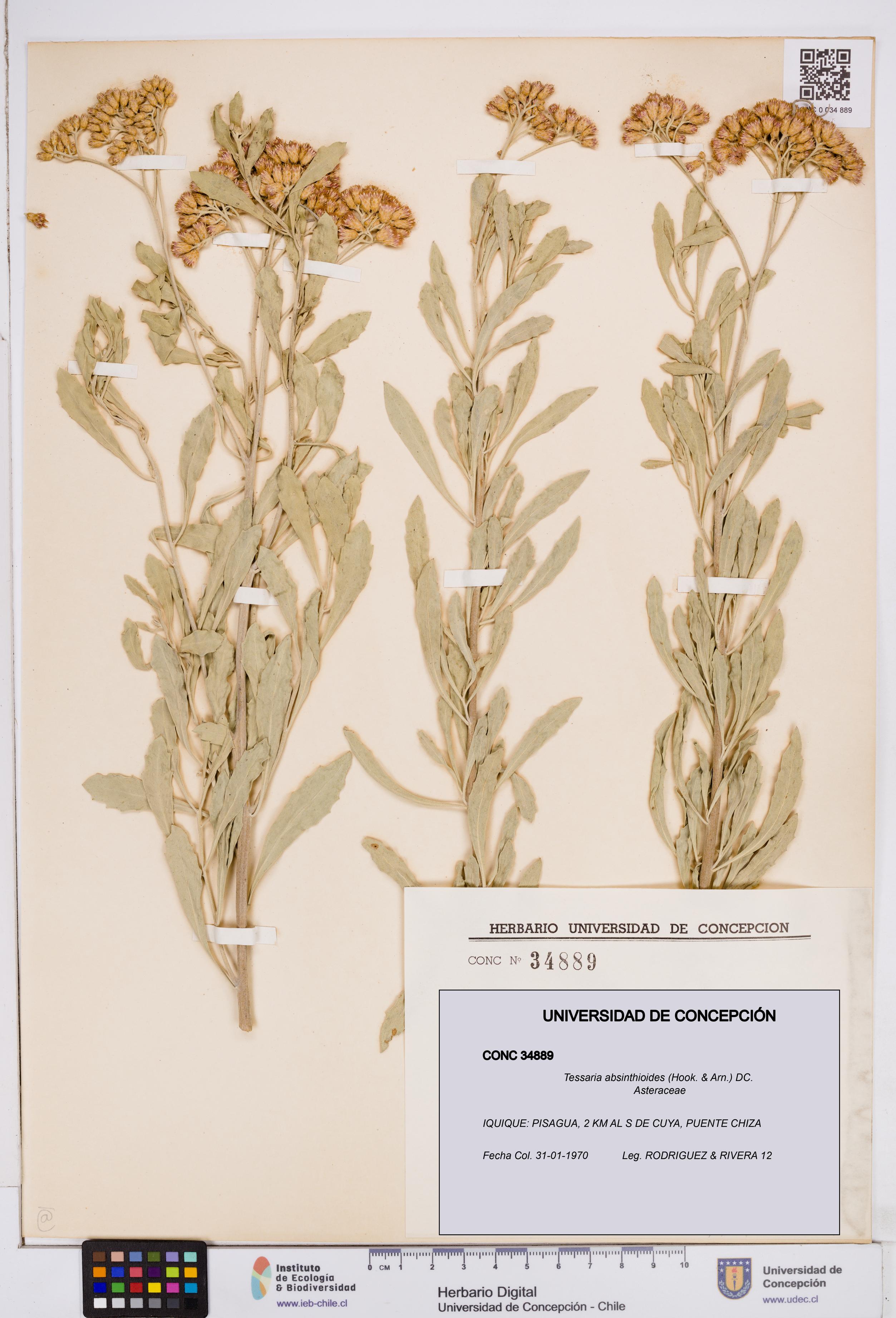 Tessaria absinthioides [Espécimen: ]