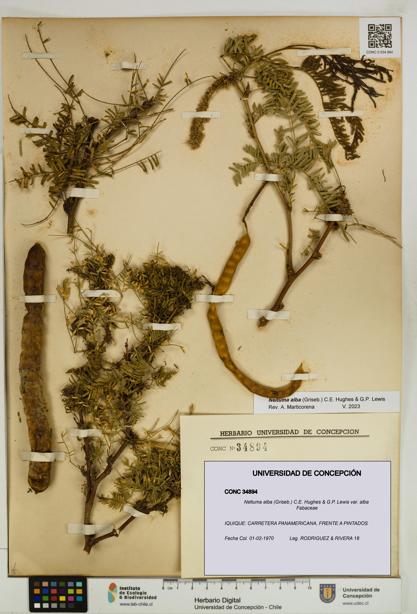 Neltuma alba var. alba [Espécimen: UDEC:CONC:0034894]