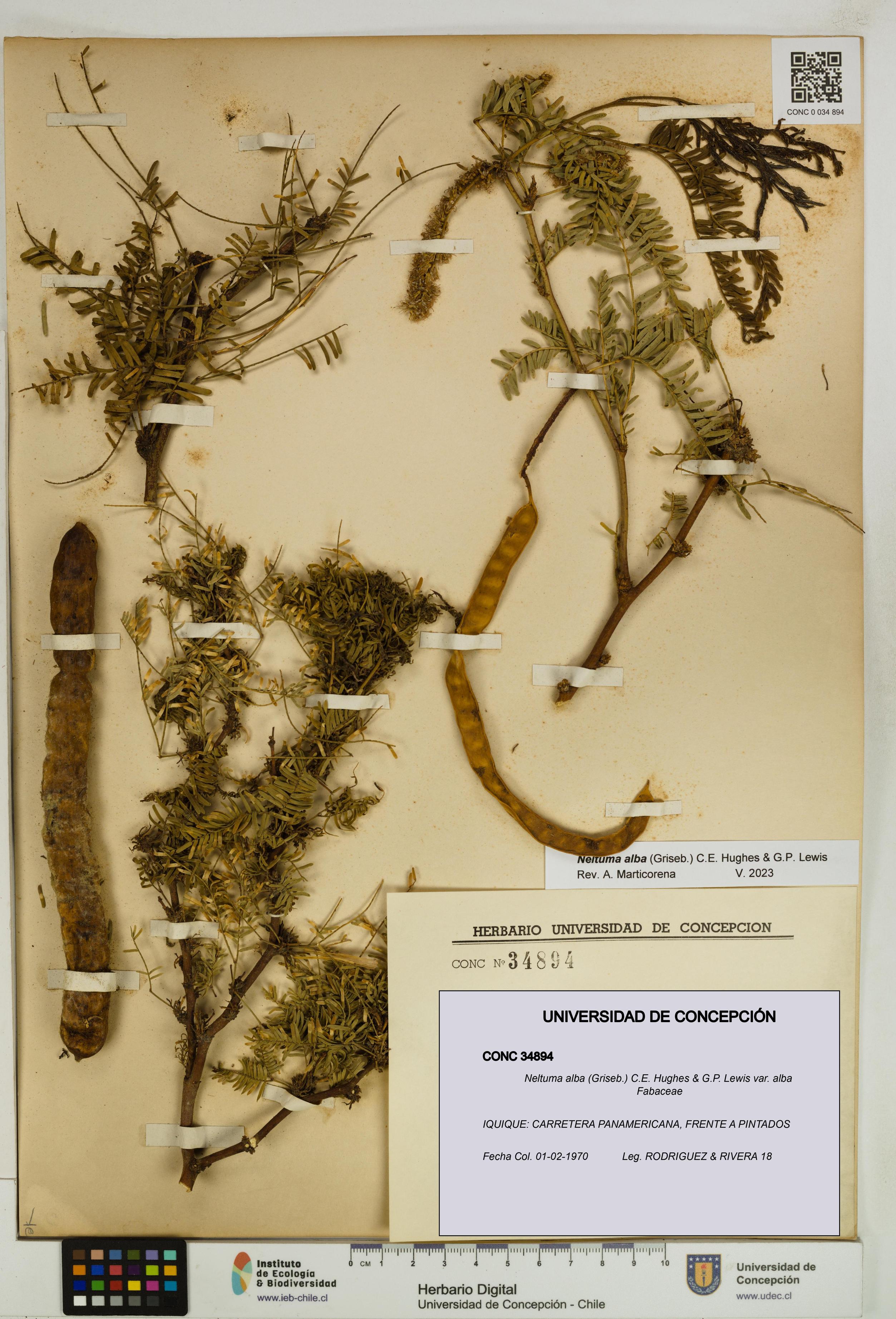 Neltuma alba var. alba [Espécimen: UDEC:CONC:0034894]