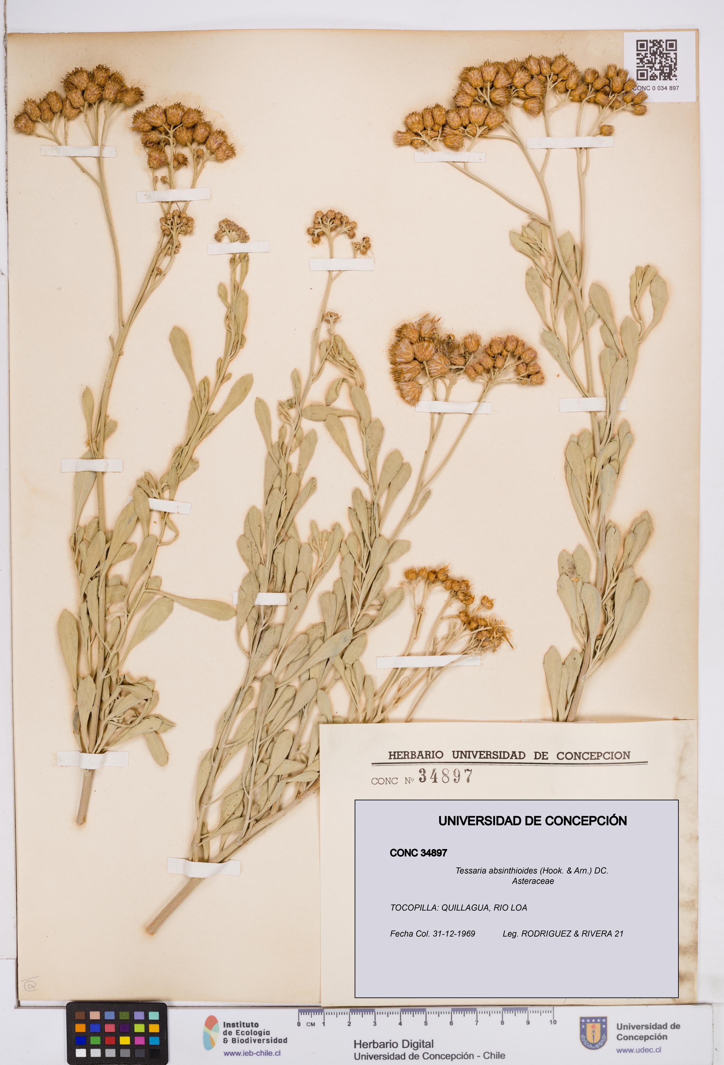 Tessaria absinthioides [Espécimen: ]