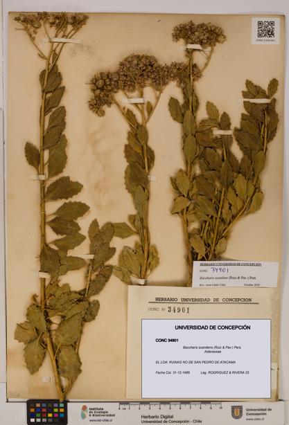 Baccharis scandens [Espécimen: UDEC:CONC:0034901]