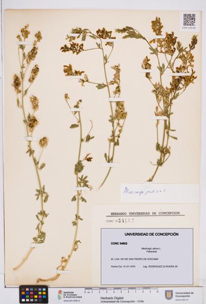 Medicago sativa [Espécimen: ]