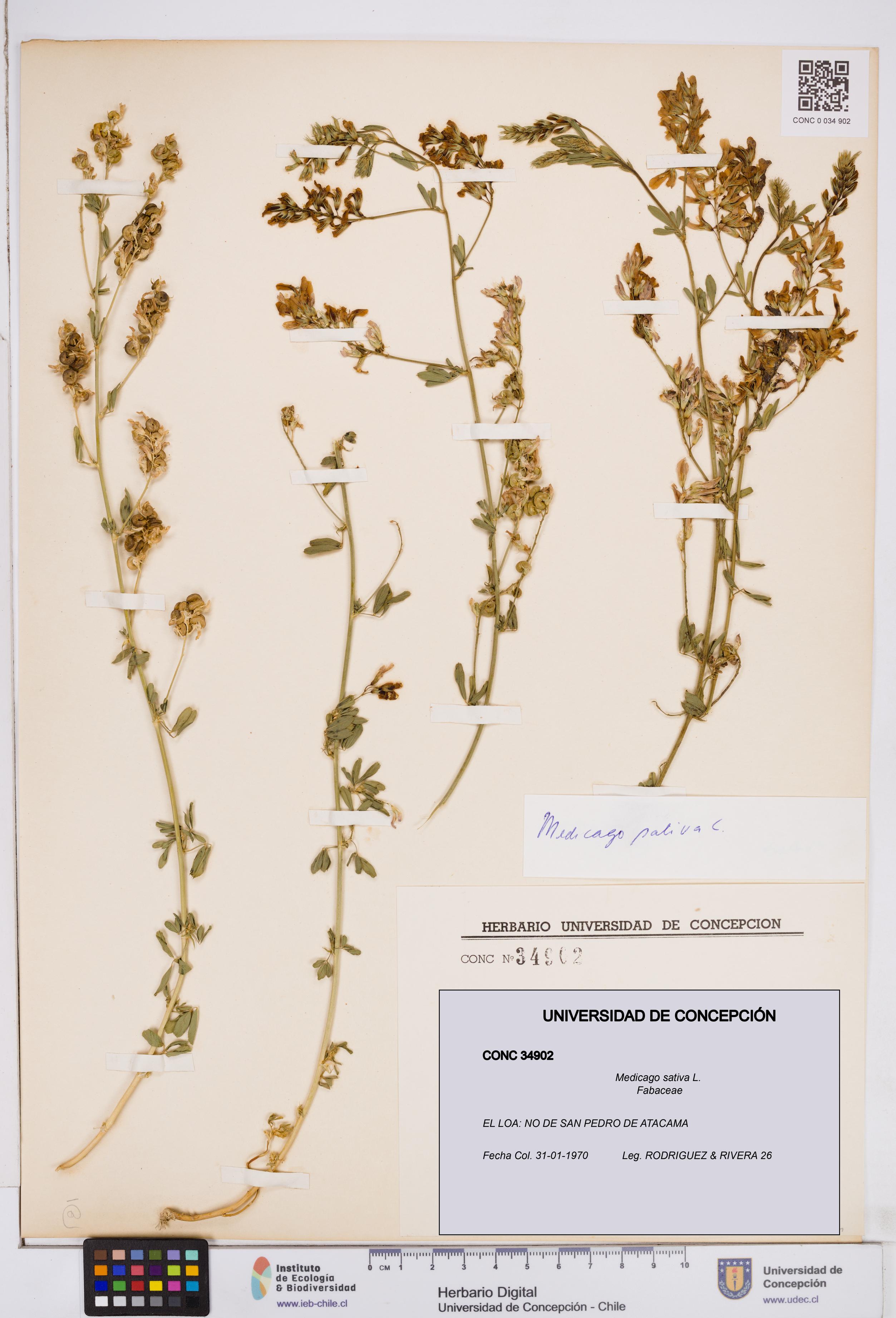 Medicago sativa [Espécimen: ]
