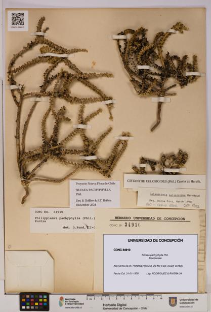 Silvaea pachyphylla [Espécimen: UDEC:CONC:0034910]