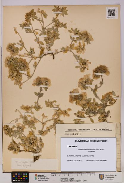 Cruckshanksia hymenodon [Espécimen: UDEC:CONC:0034915]