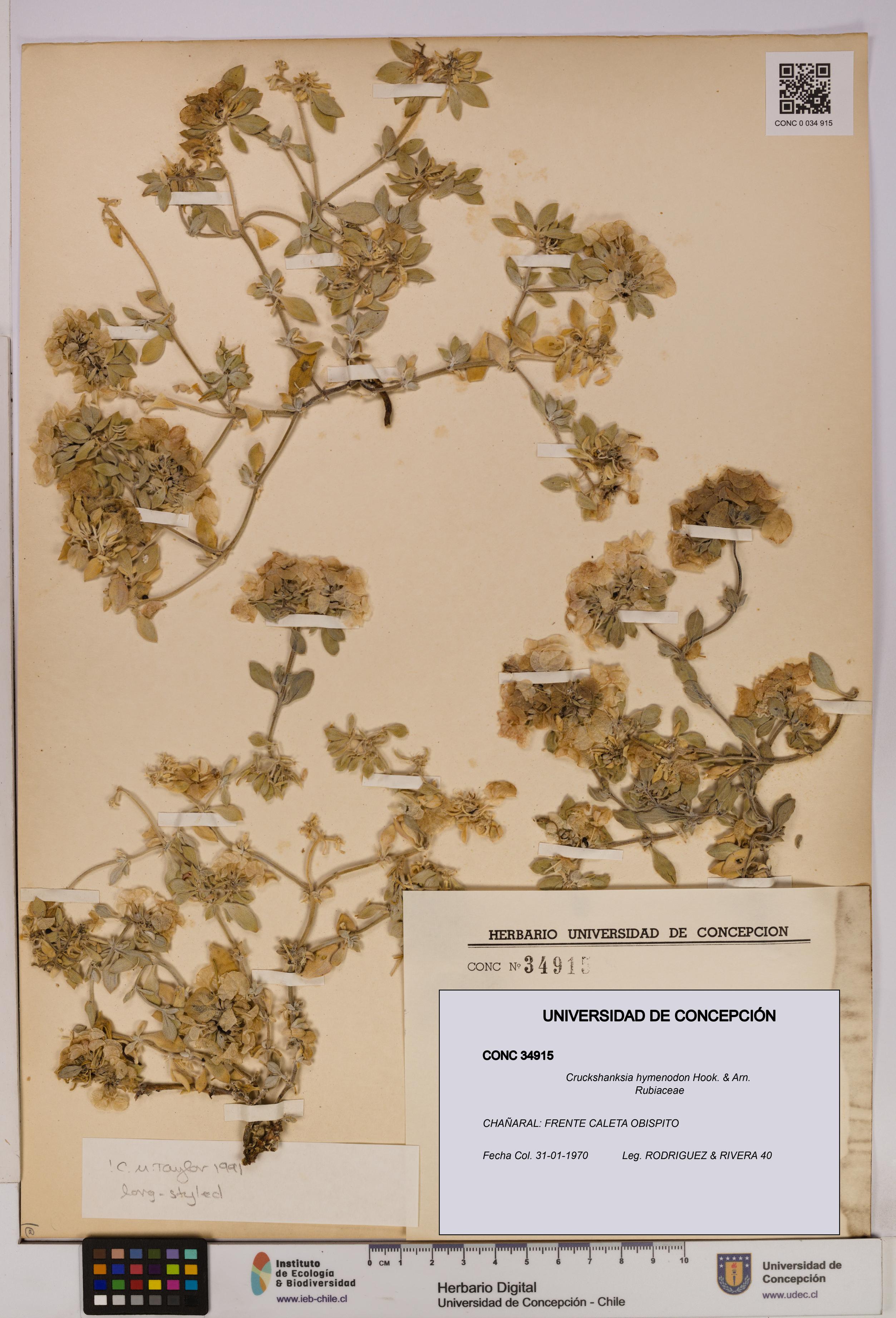 Cruckshanksia hymenodon [Espécimen: UDEC:CONC:0034915]