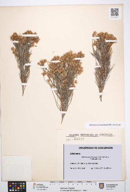 Bakerolimon plumosum [Espécimen: UDEC:CONC:0034916]