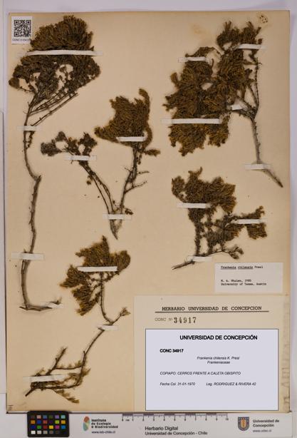 Frankenia chilensis [Espécimen: UDEC:CONC:0034917]