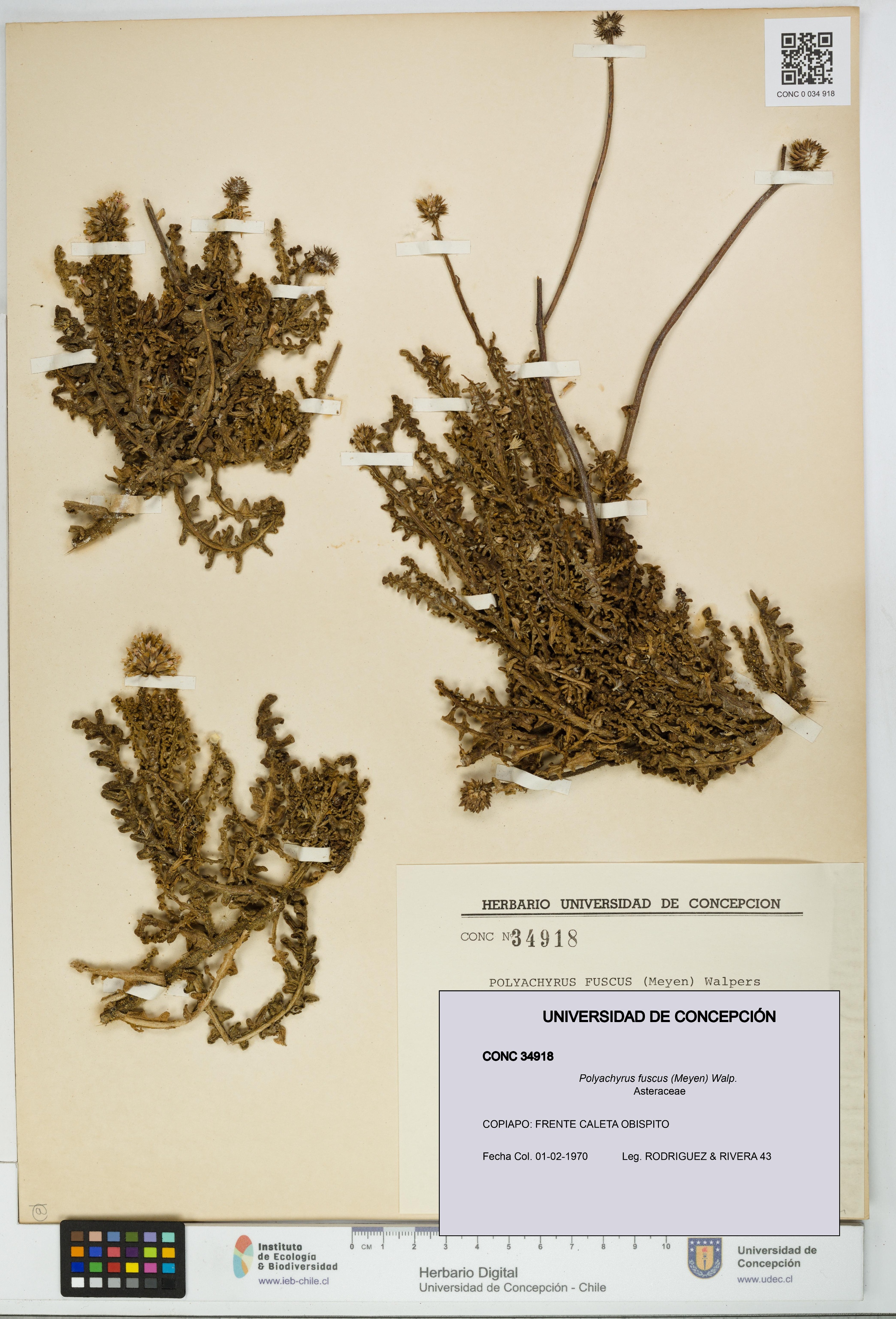 Polyachyrus fuscus [Espécimen: UDEC:CONC:0034918]