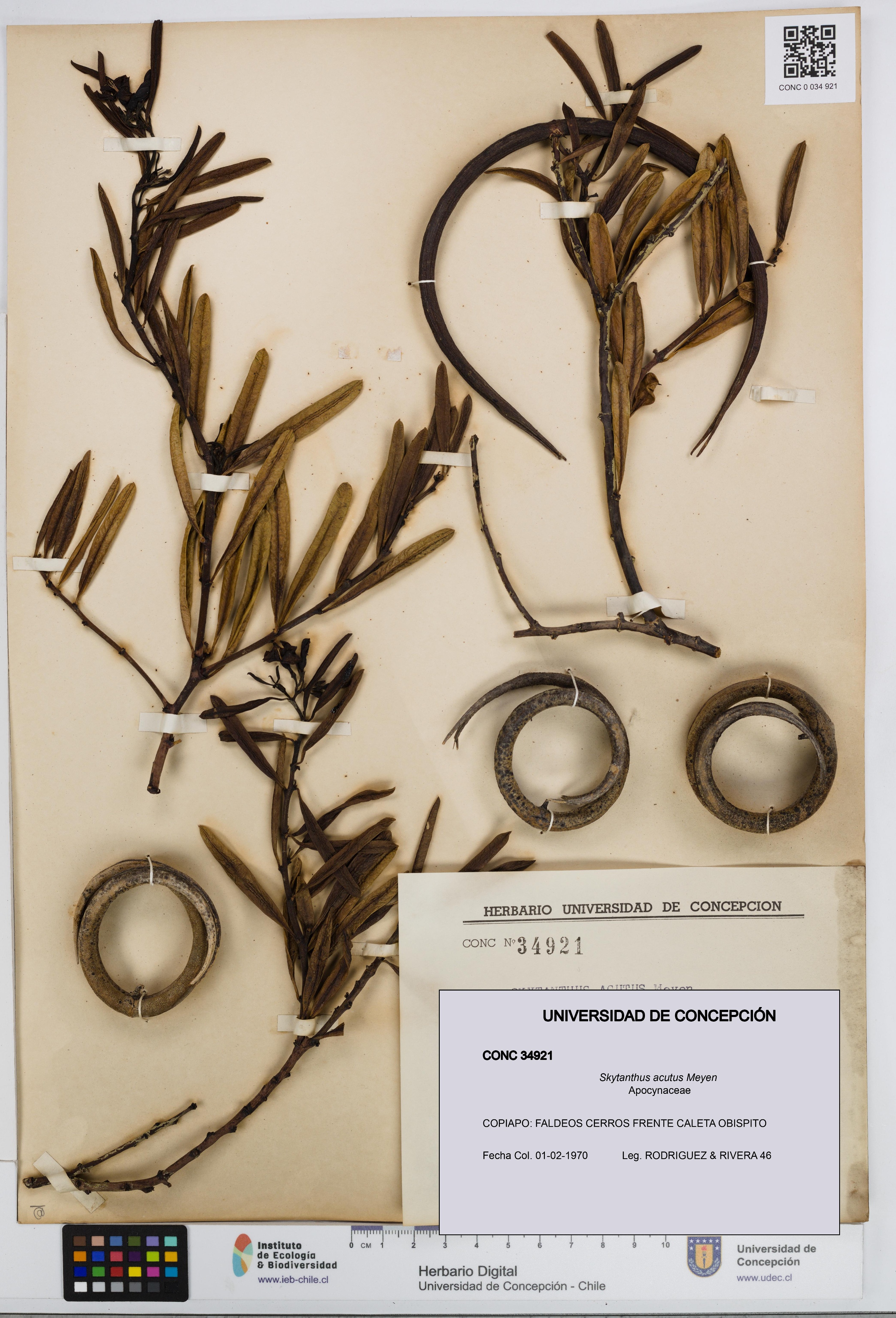 Skytanthus acutus [Espécimen: UDEC:CONC:0034921]