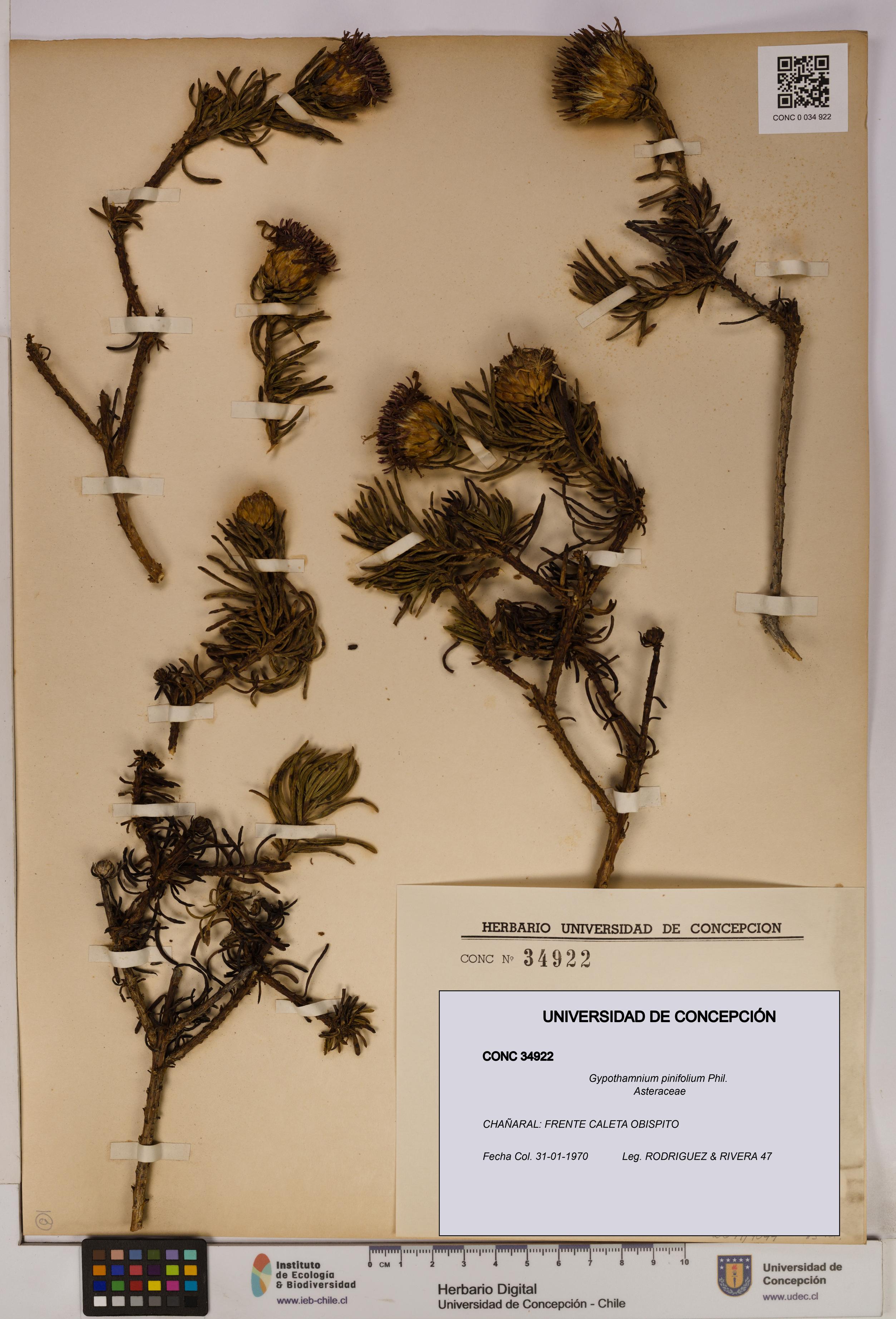 Gypothamnium pinifolium [Espécimen: UDEC:CONC:0034922]