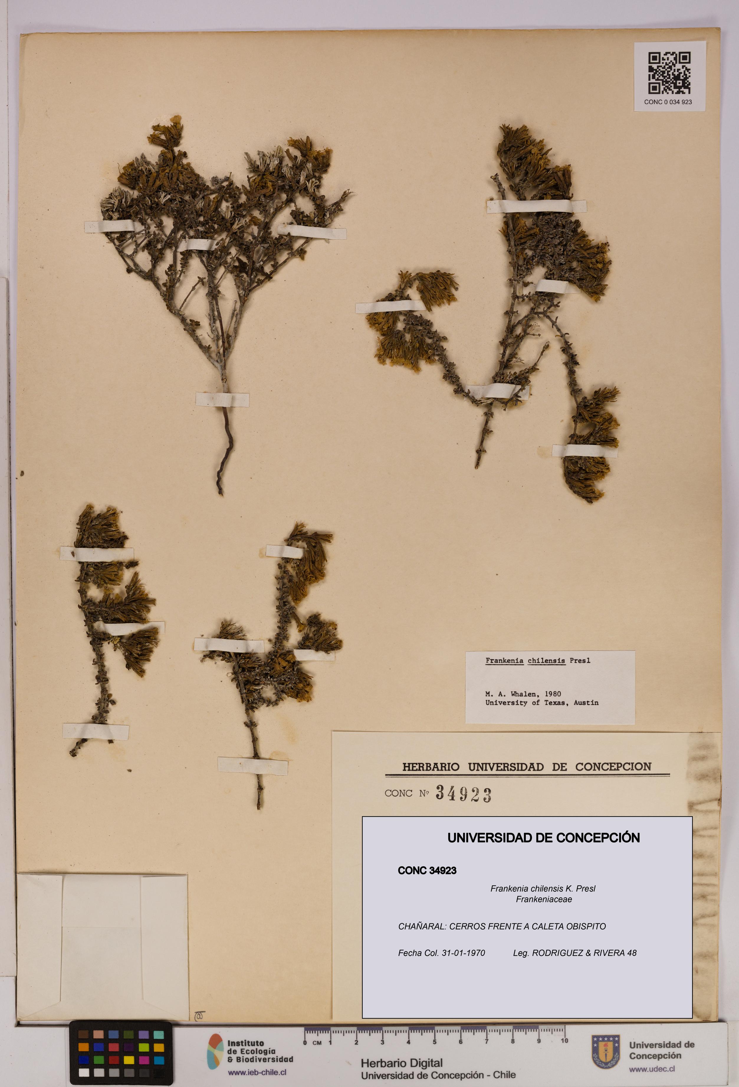 Frankenia chilensis [Espécimen: UDEC:CONC:0034923]