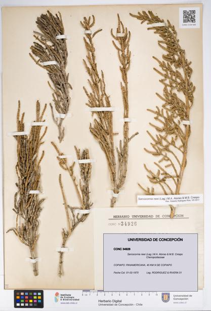 Sarcocornia neei [Espécimen: UDEC:CONC:0034926]