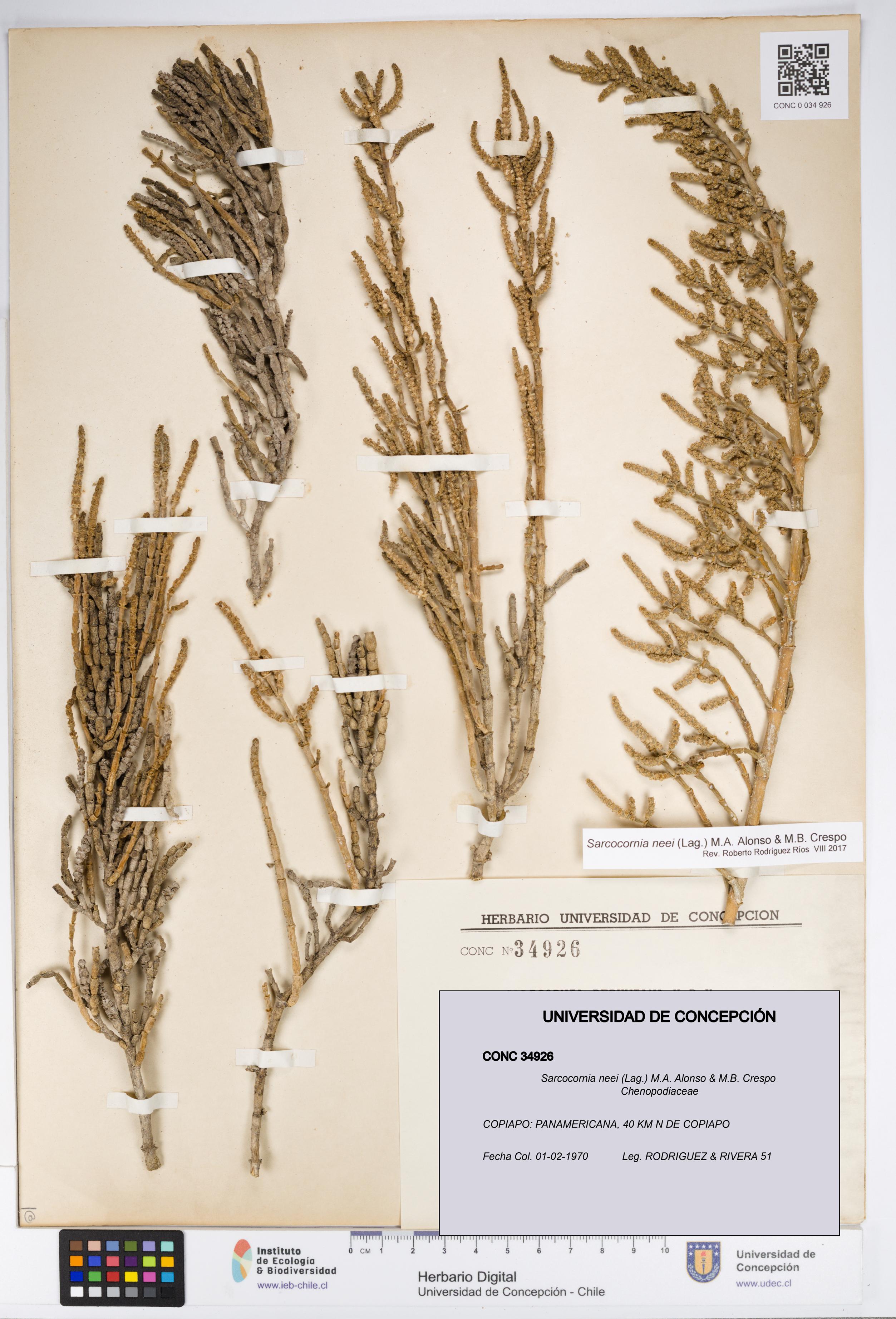 Sarcocornia neei [Espécimen: UDEC:CONC:0034926]