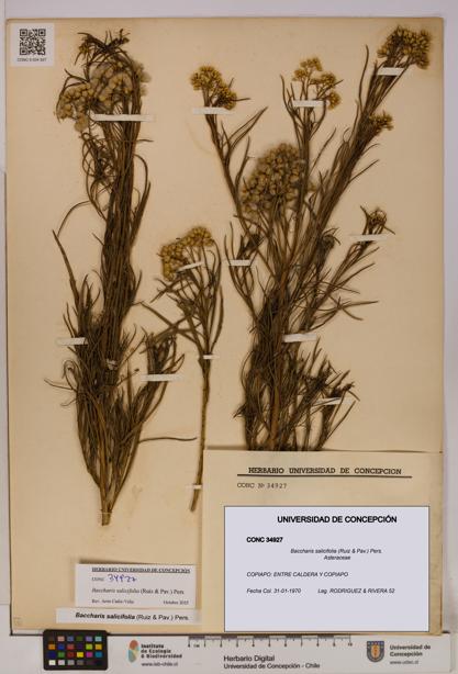 Baccharis salicifolia [Espécimen: UDEC:CONC:0034927]