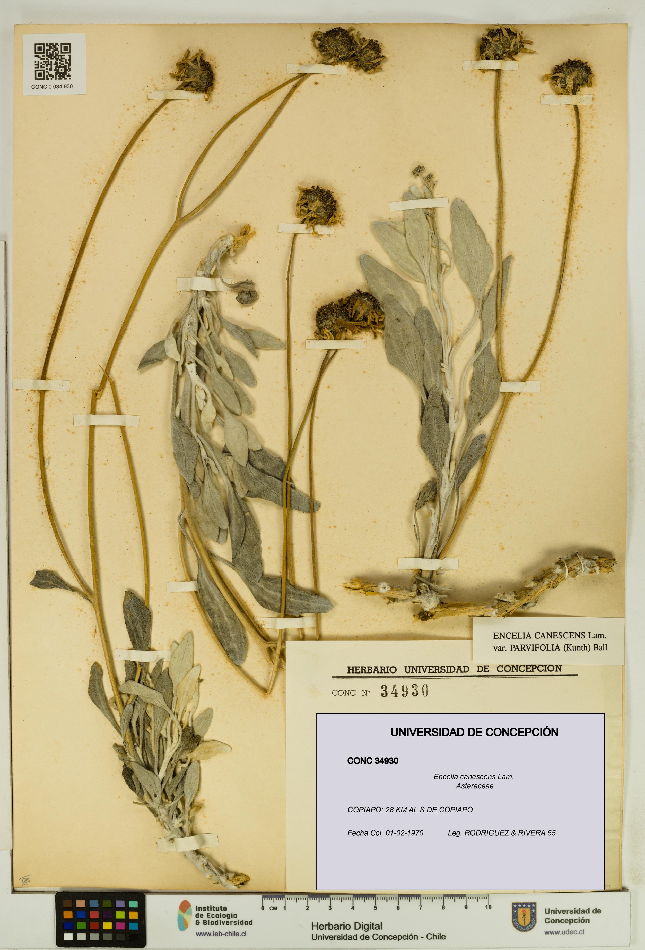 Encelia canescens [Espécimen: UDEC:CONC:0034930]