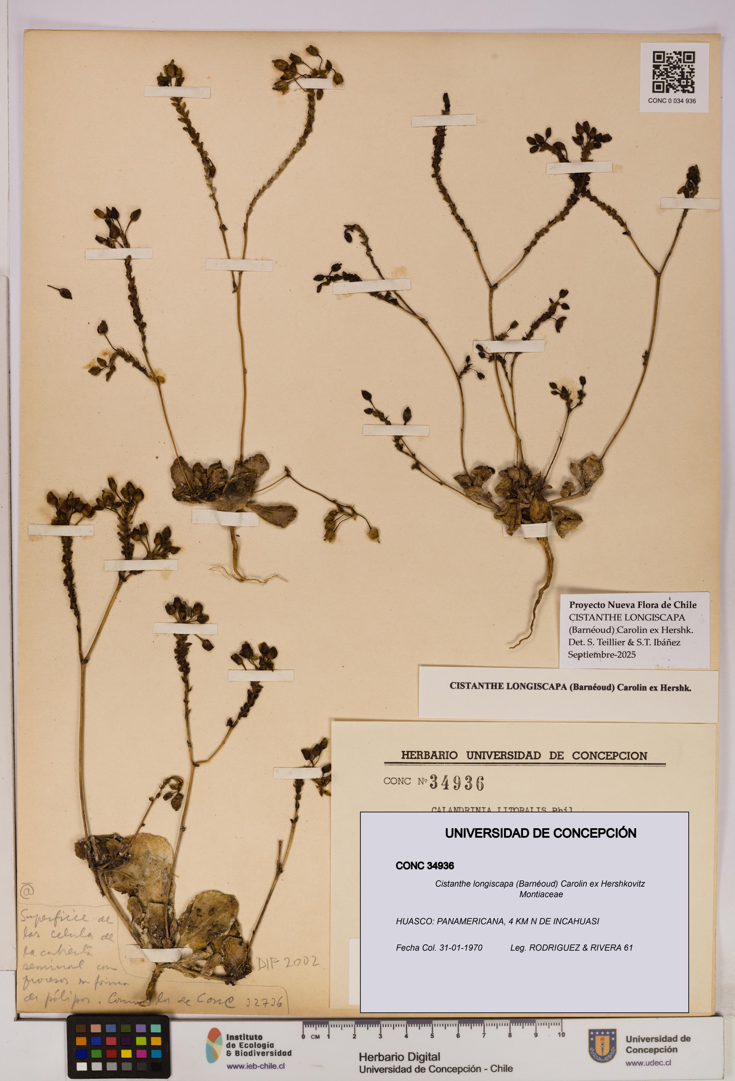Cistanthe longiscapa [Espécimen: UDEC:CONC:0034936]