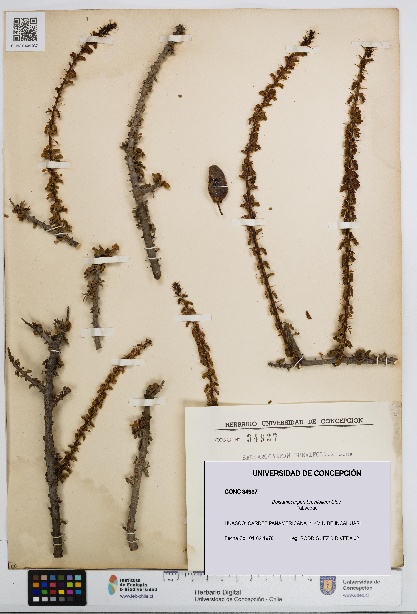 Balsamocarpon brevifolium [Espécimen: UDEC:CONC:0034937]