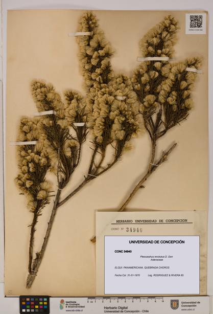 Pleocarphus revolutus [Espécimen: UDEC:CONC:0034940]