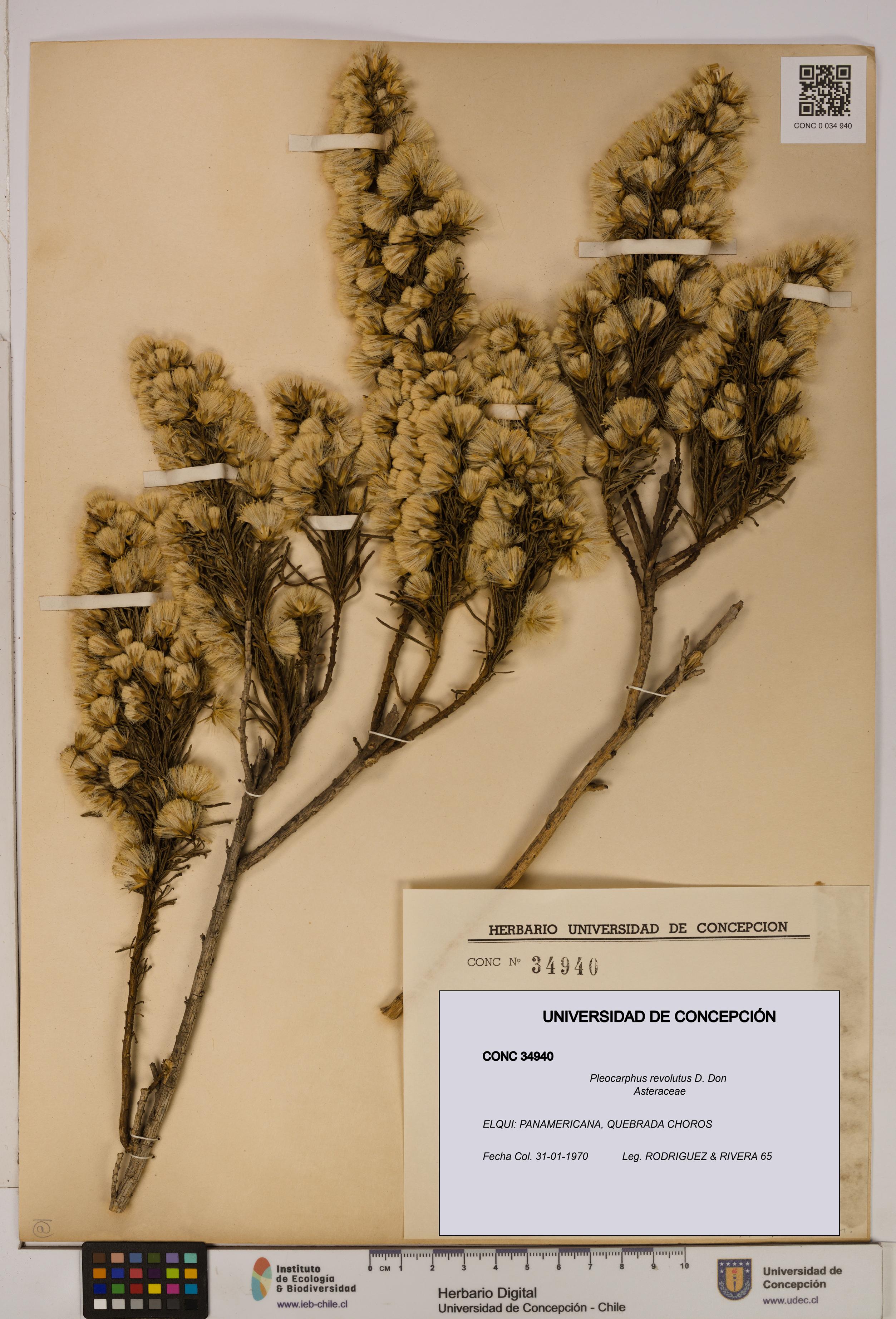 Pleocarphus revolutus [Espécimen: UDEC:CONC:0034940]