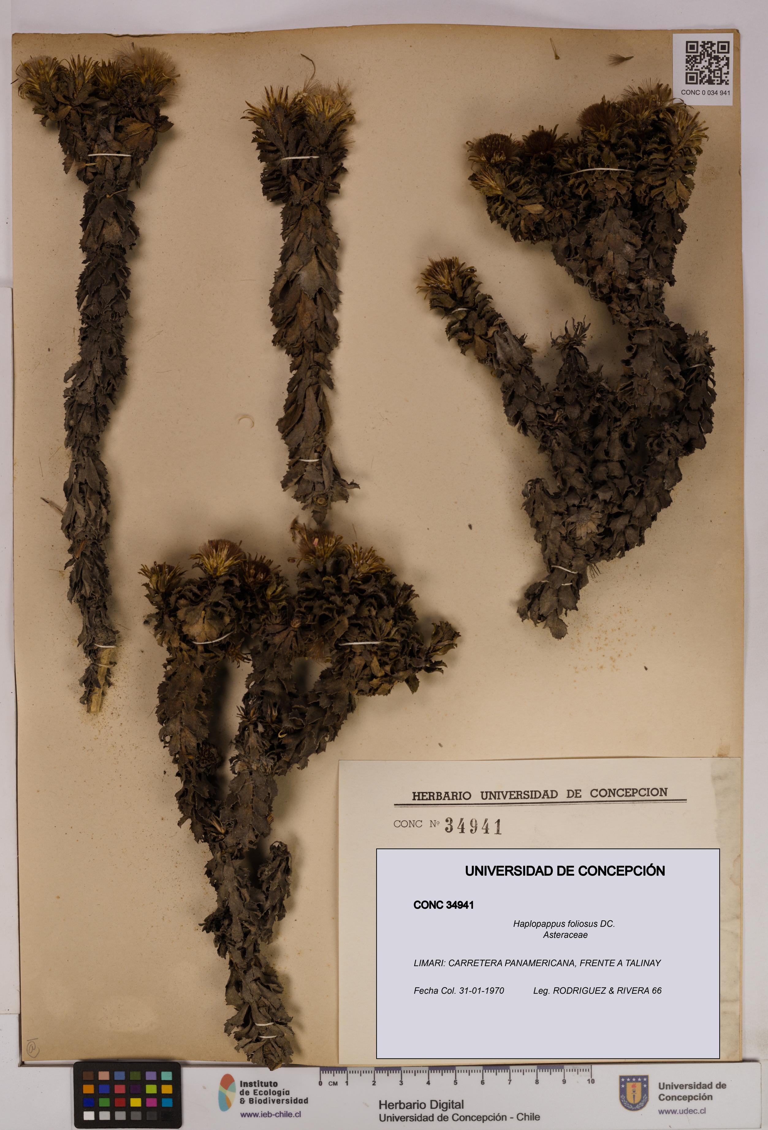 Haplopappus foliosus [Espécimen: UDEC:CONC:0034941]