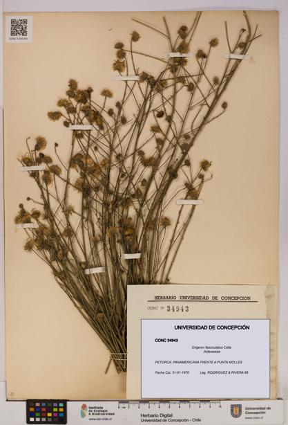 Erigeron fasciculatus [Espécimen: UDEC:CONC:0034943]