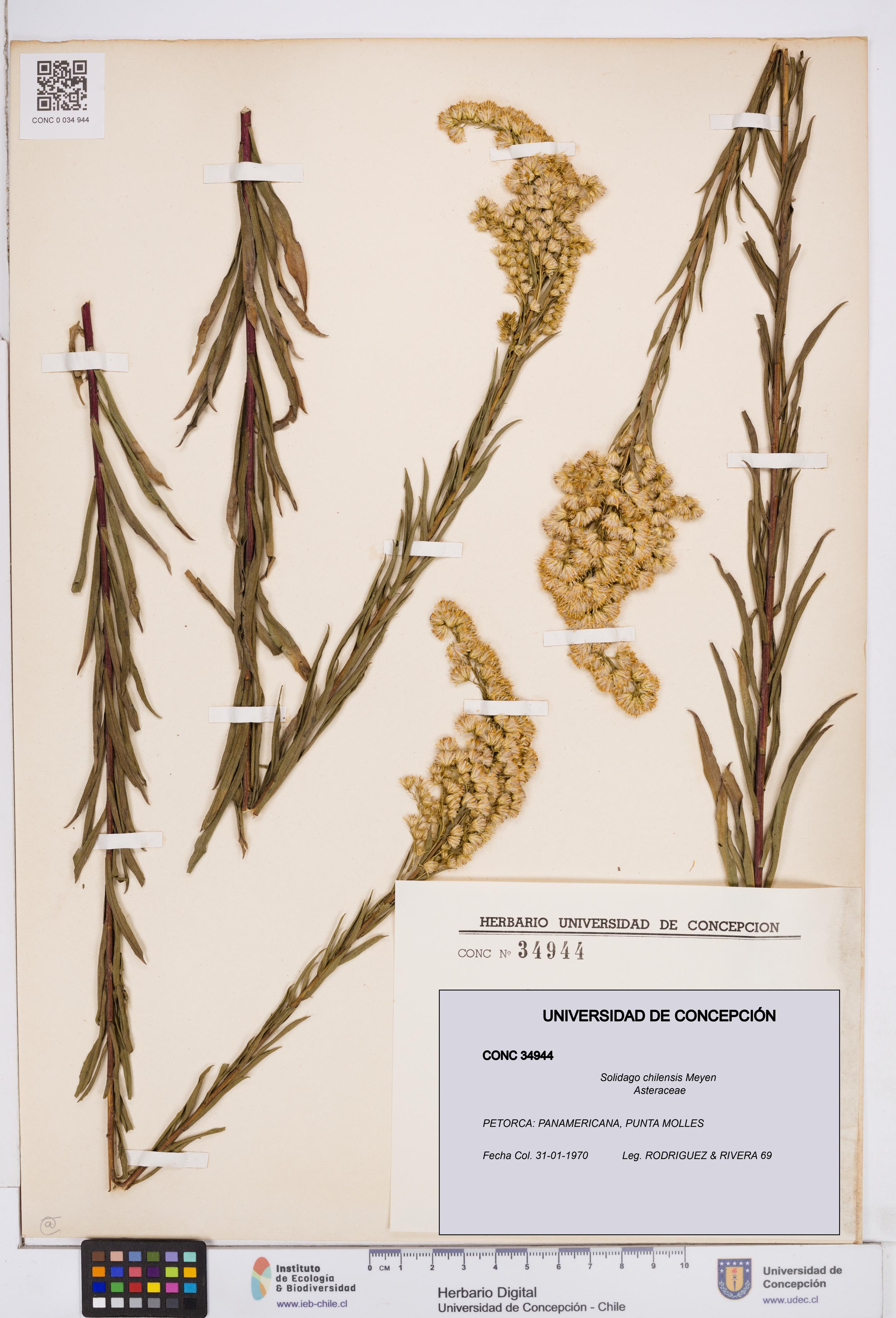 Solidago chilensis [Espécimen: ]