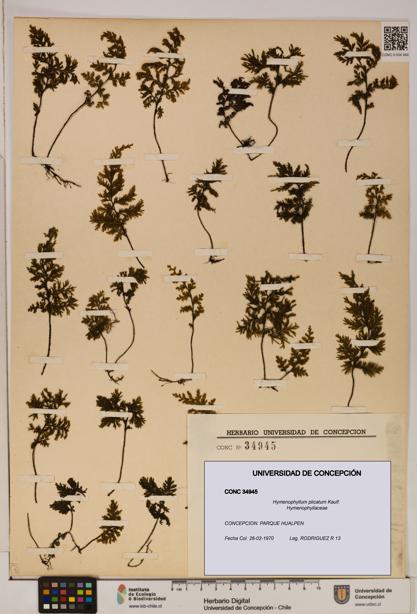 Hymenophyllum plicatum [Espécimen: ]