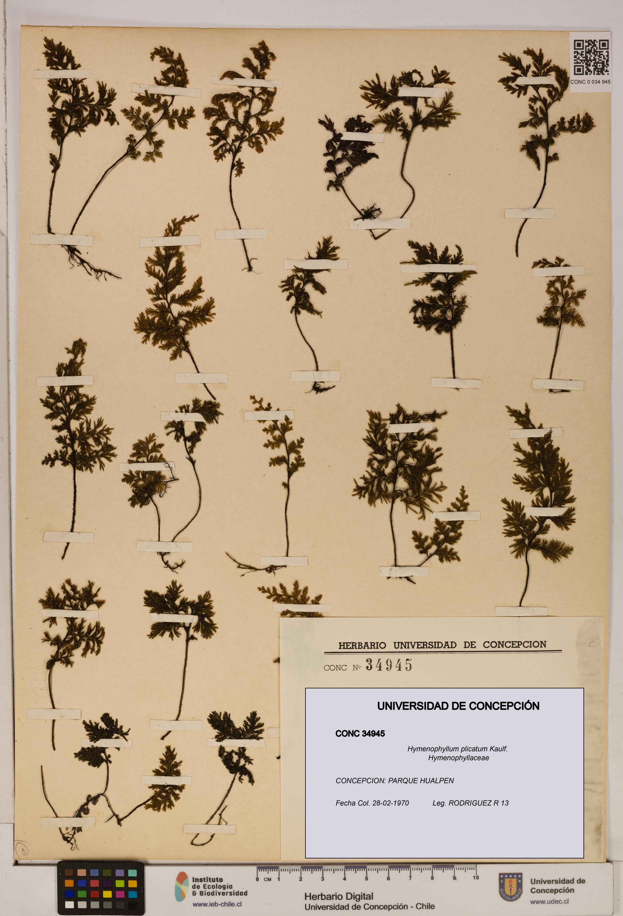 Hymenophyllum plicatum [Espécimen: ]
