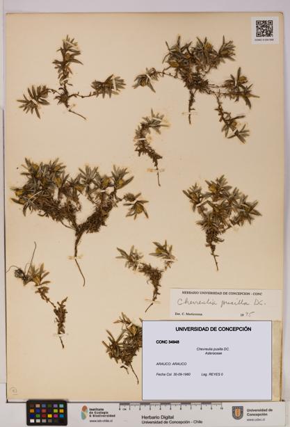 Chevreulia pusilla [Espécimen: UDEC:CONC:0034948]