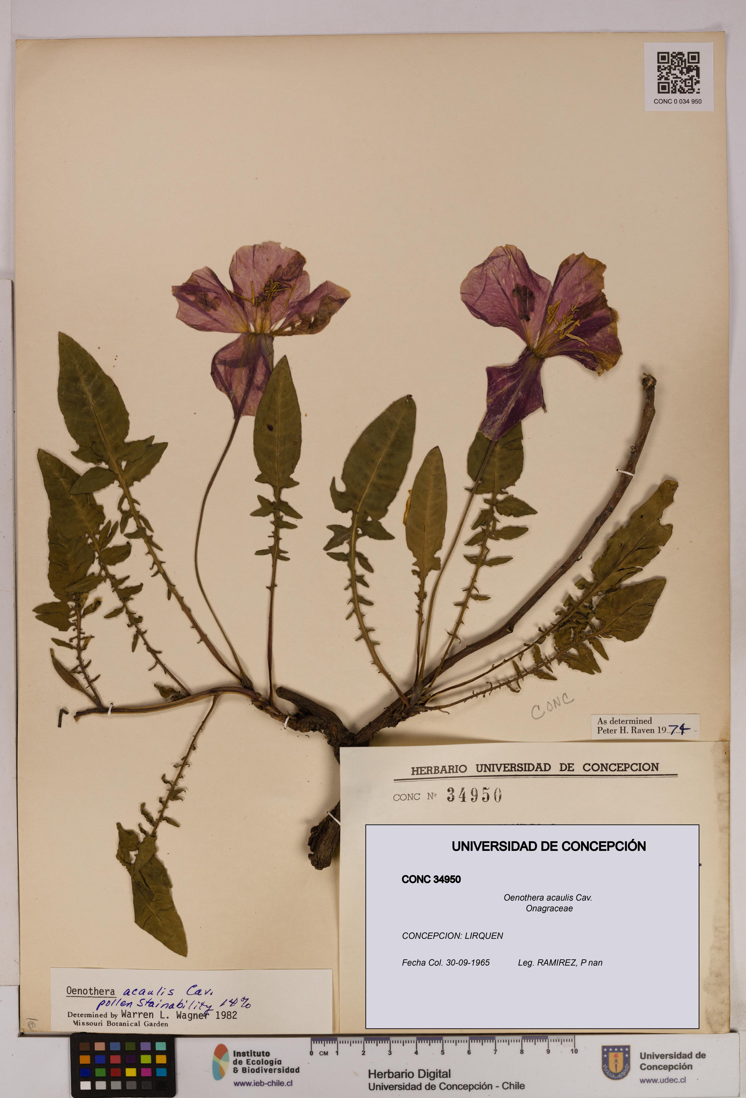 Oenothera acaulis [Espécimen: UDEC:CONC:0034950]