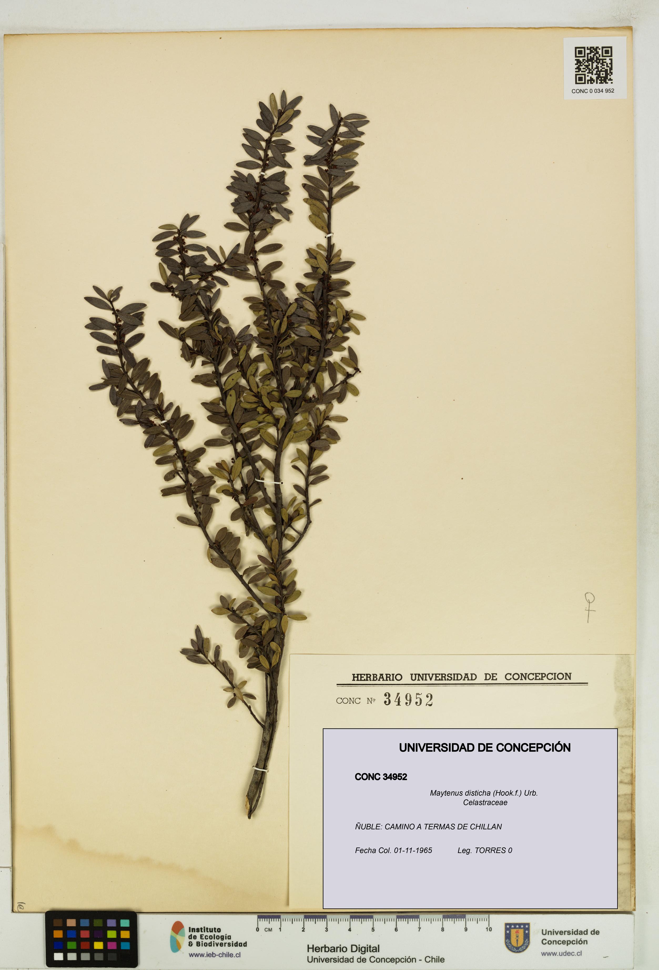 Maytenus disticha [Espécimen: UDEC:CONC:0034952]