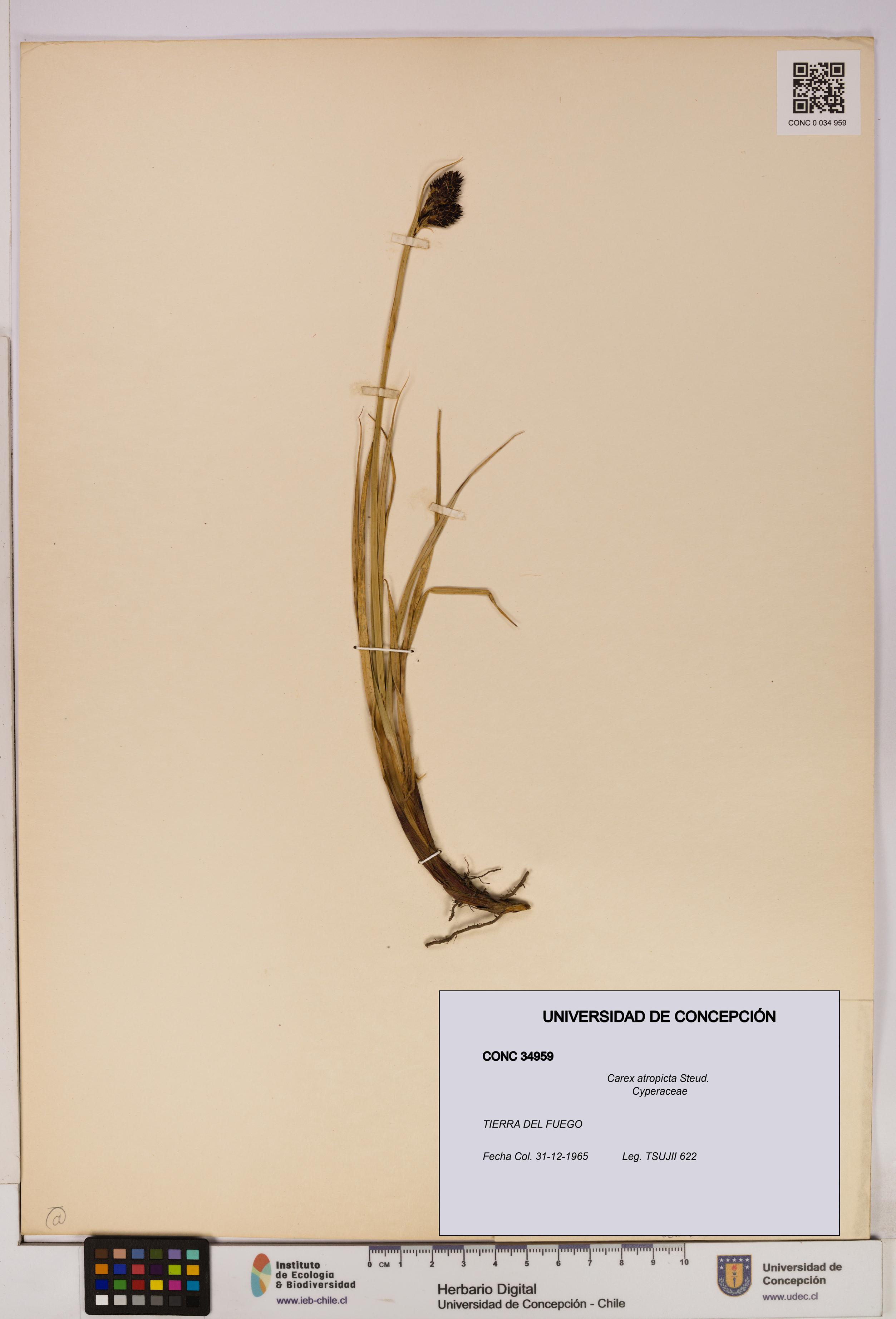 Carex atropicta [Espécimen: UDEC:CONC:0034959]