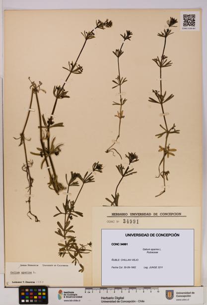 Galium aparine [Espécimen: UDEC:CONC:0034991]