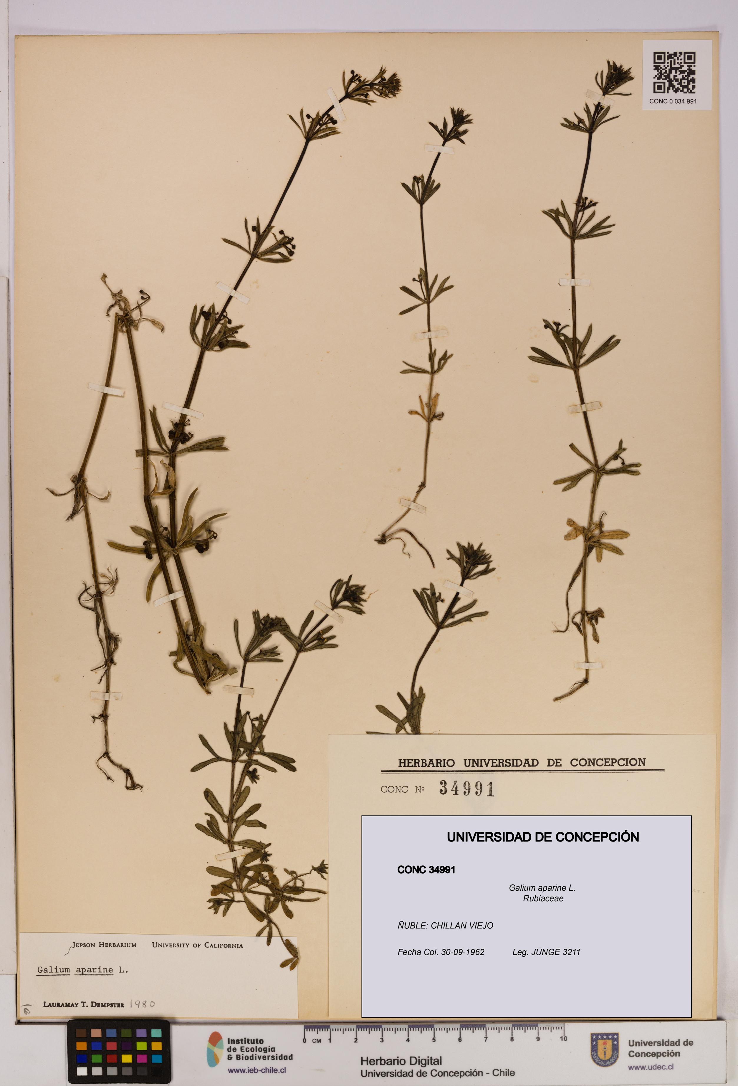 Galium aparine [Espécimen: UDEC:CONC:0034991]