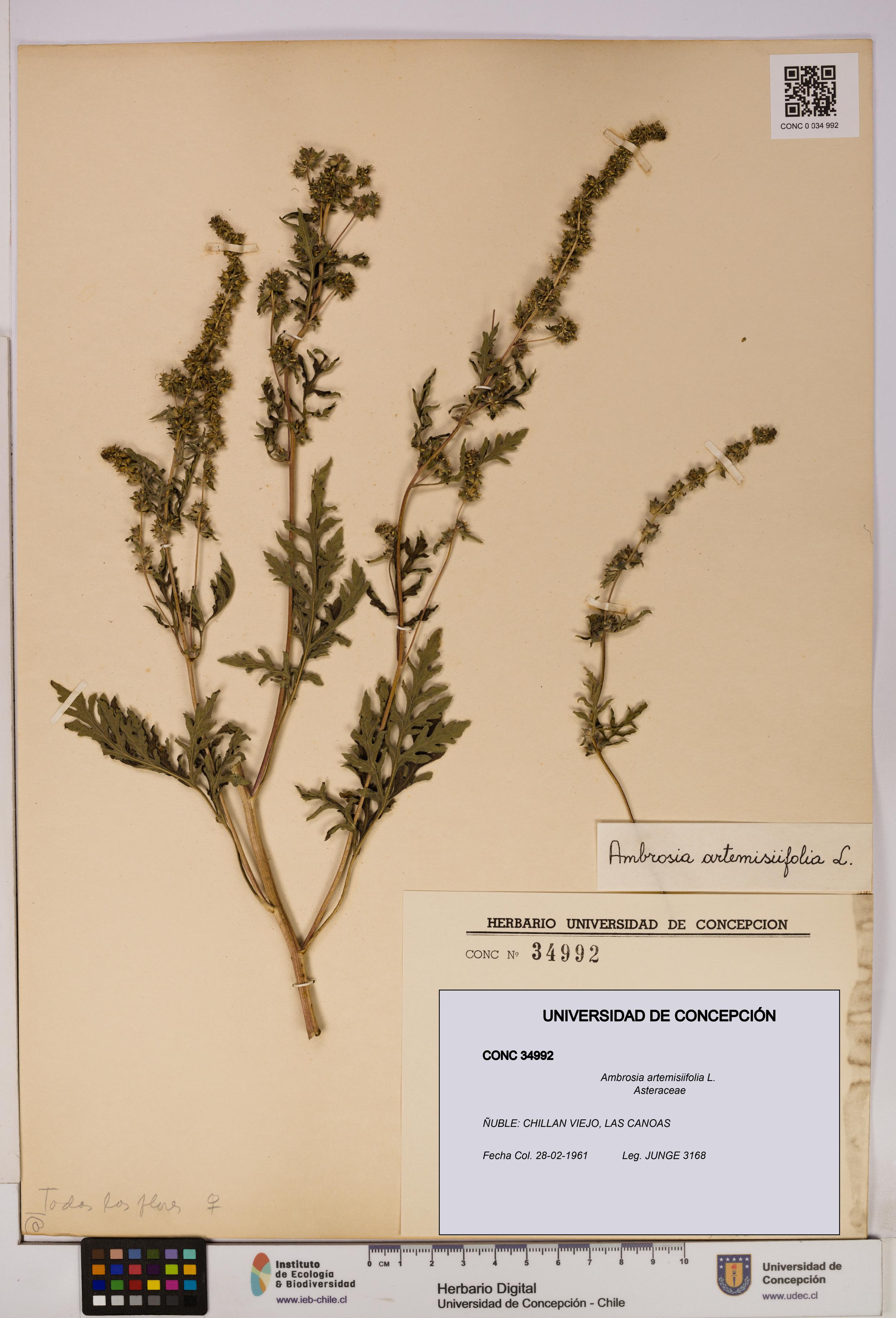 Ambrosia artemisiifolia [Espécimen: UDEC:CONC:0034992]