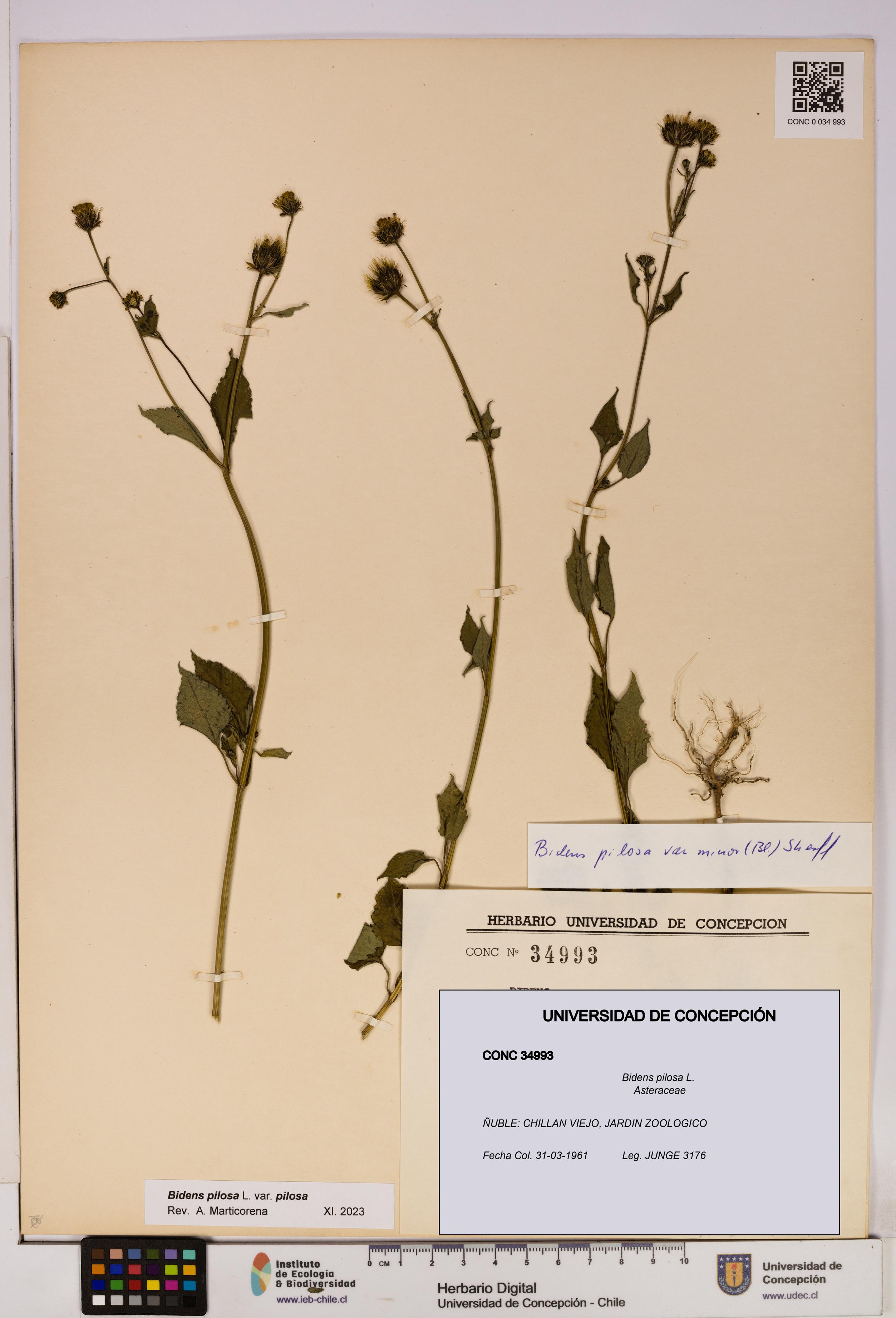 Bidens pilosa [Espécimen: UDEC:CONC:0034993]
