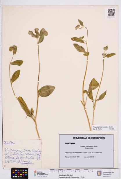 Phacelia brachyantha [Espécimen: ]