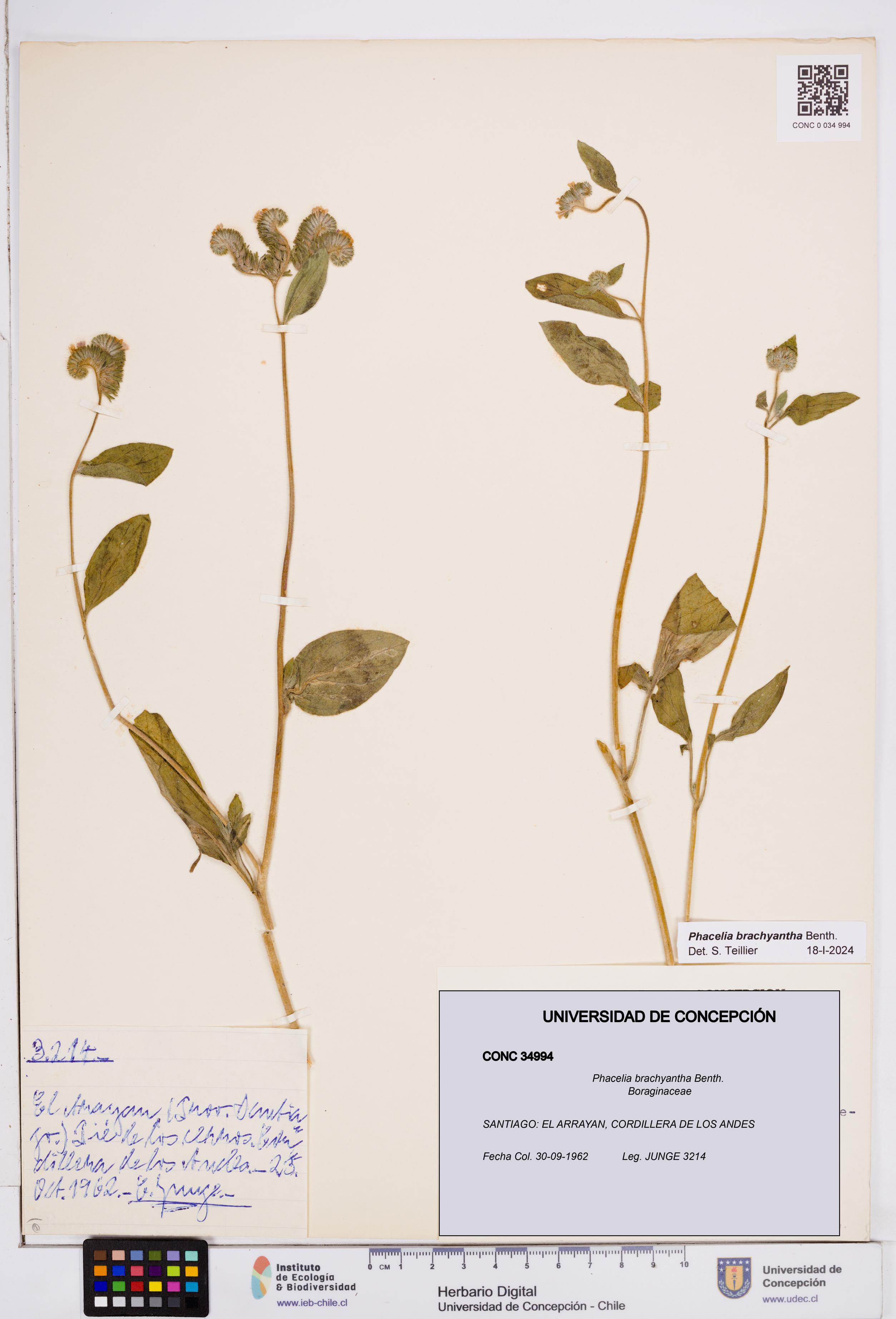 Phacelia brachyantha [Espécimen: ]