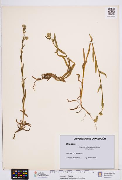 Amsinckia calycina [Espécimen: ]
