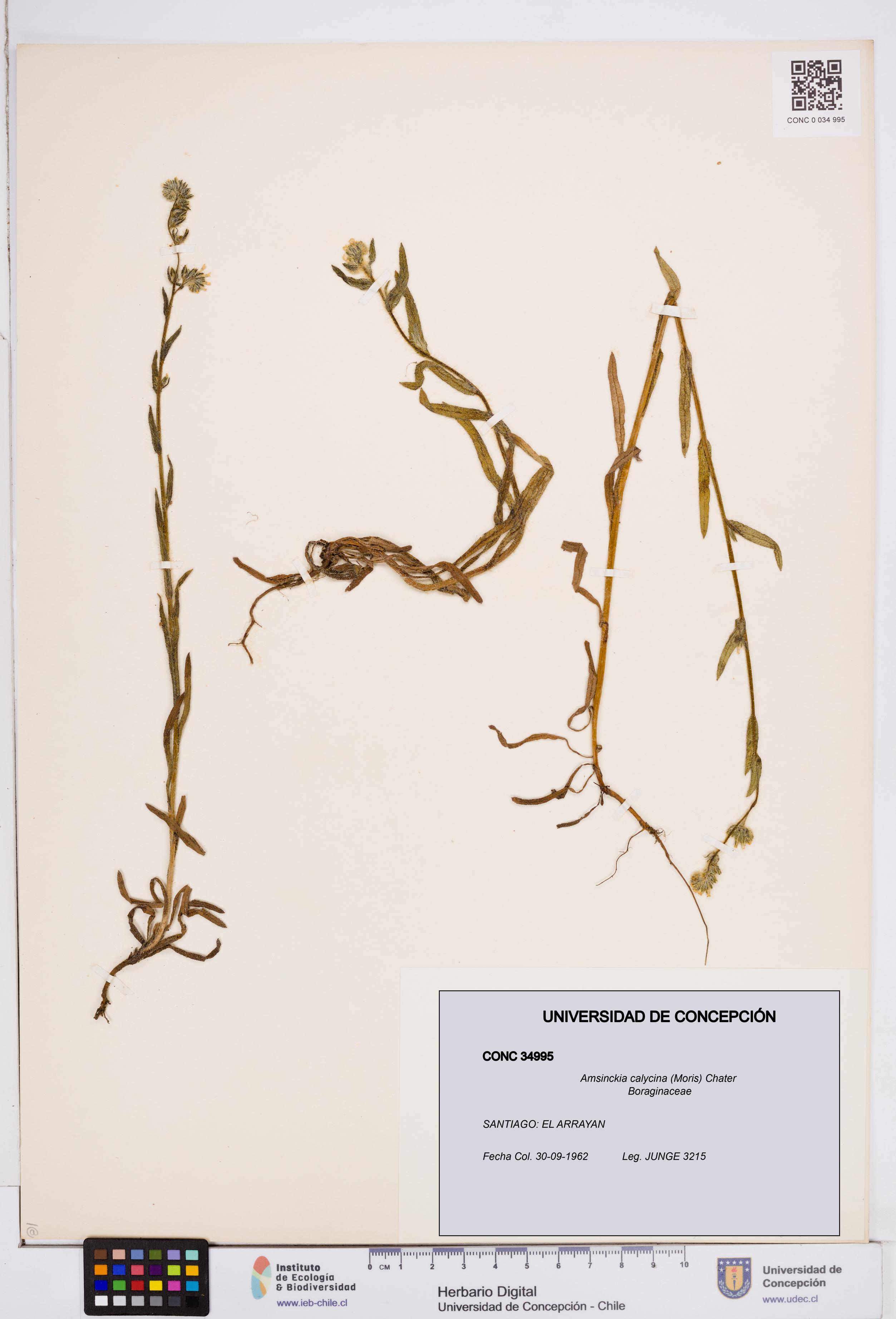 Amsinckia calycina [Espécimen: ]