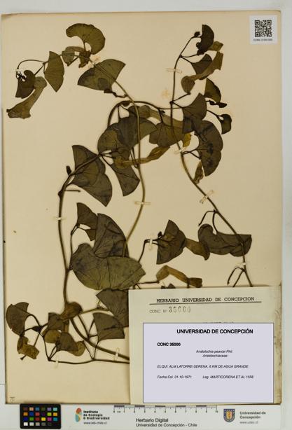 Aristolochia pearcei [Espécimen: UDEC:CONC:0035000]