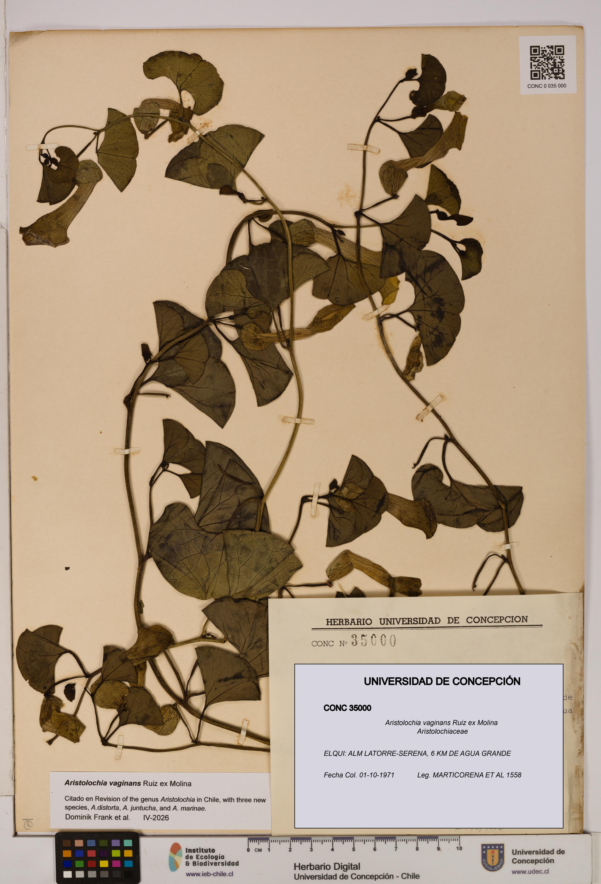 Aristolochia vaginans [Espécimen: ]