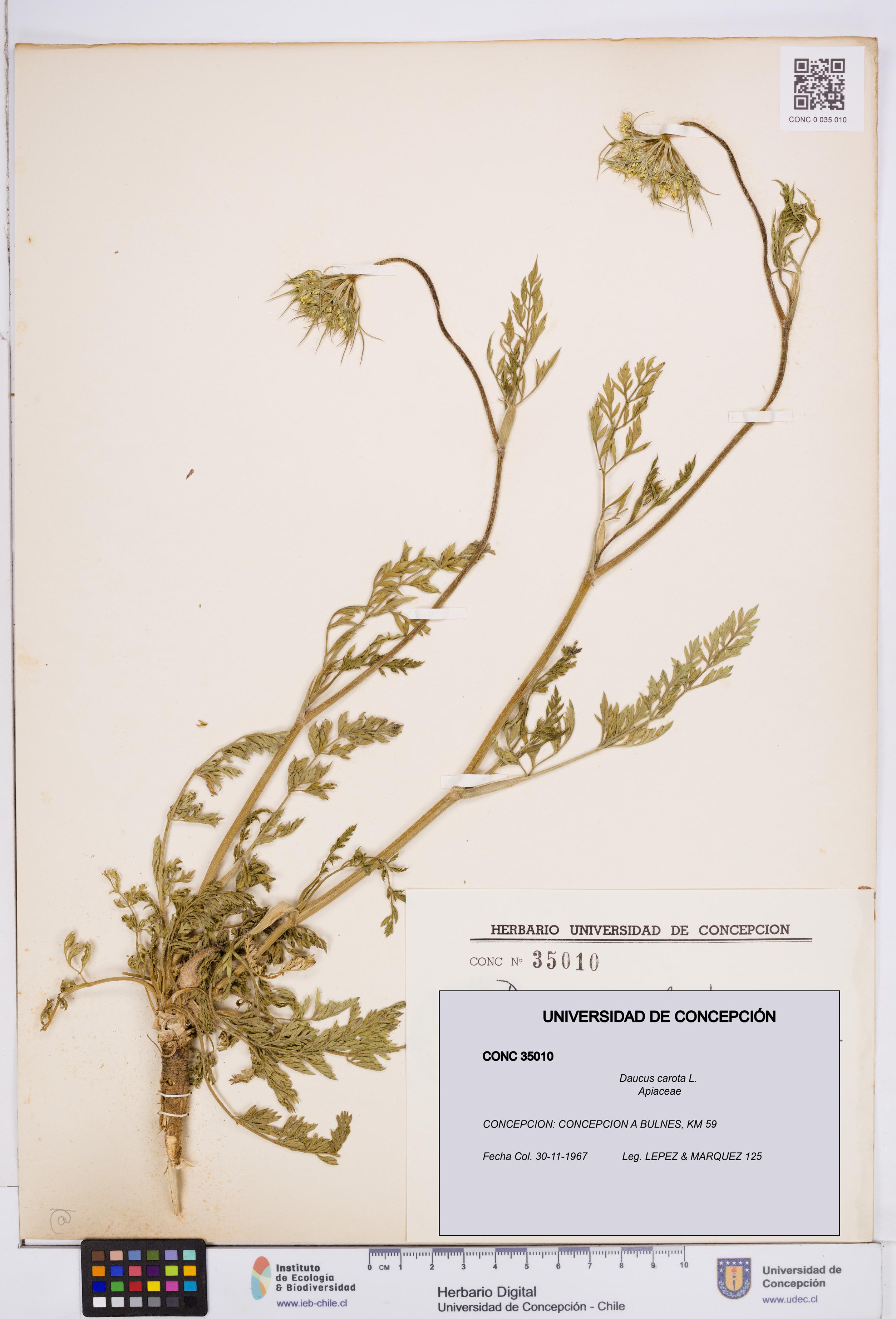 Daucus carota [Espécimen: ]