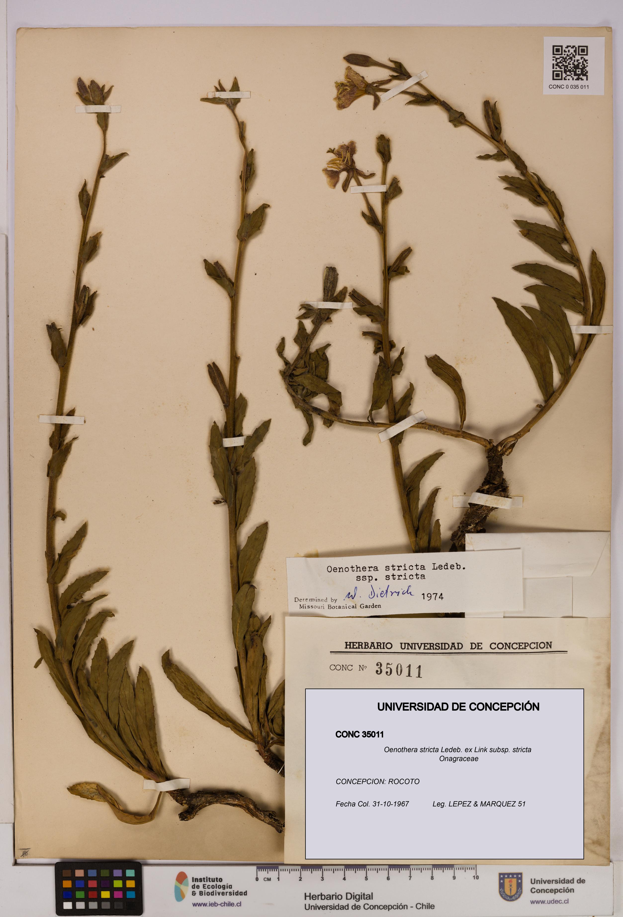 Oenothera stricta subsp. stricta [Espécimen: UDEC:CONC:0035011]