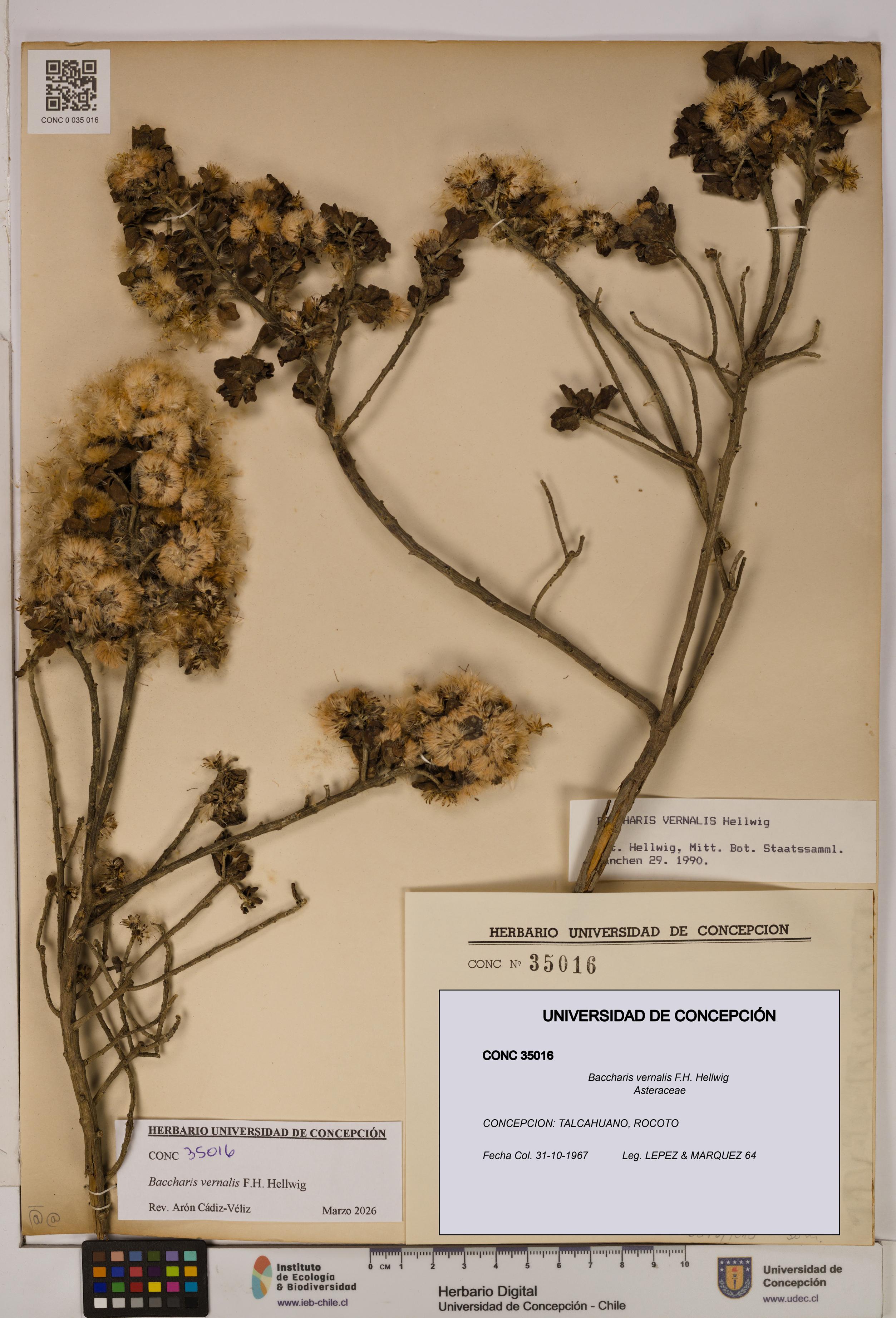 Baccharis vernalis [Espécimen: UDEC:CONC:0035016]