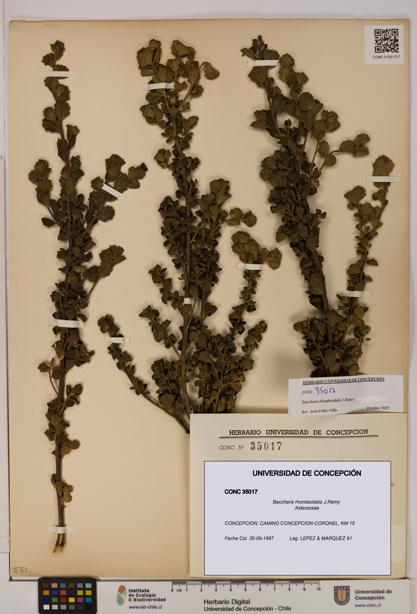 Baccharis rhomboidalis [Espécimen: UDEC:CONC:0035017]