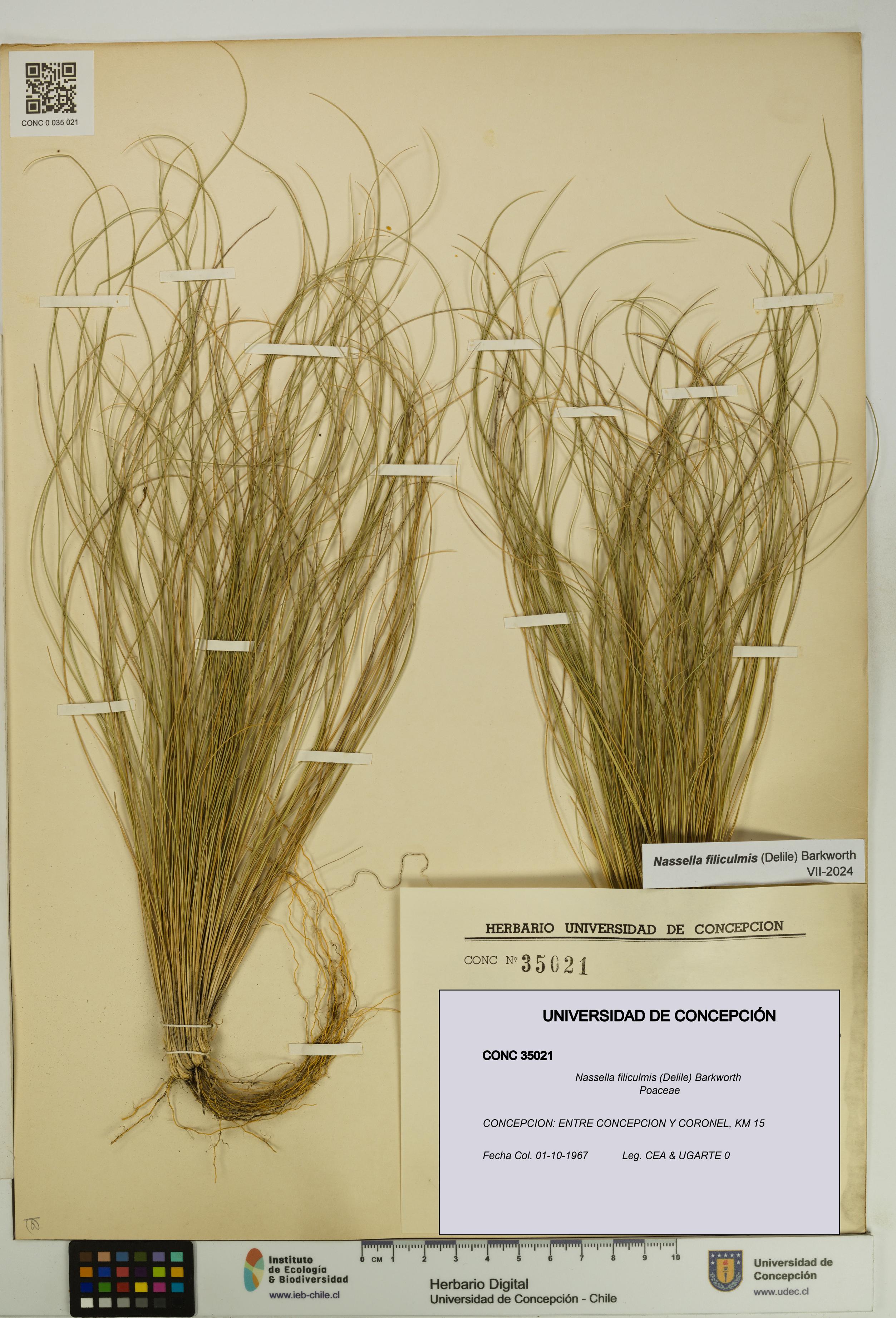 Nassella filiculmis [Espécimen: UDEC:CONC:0035021]