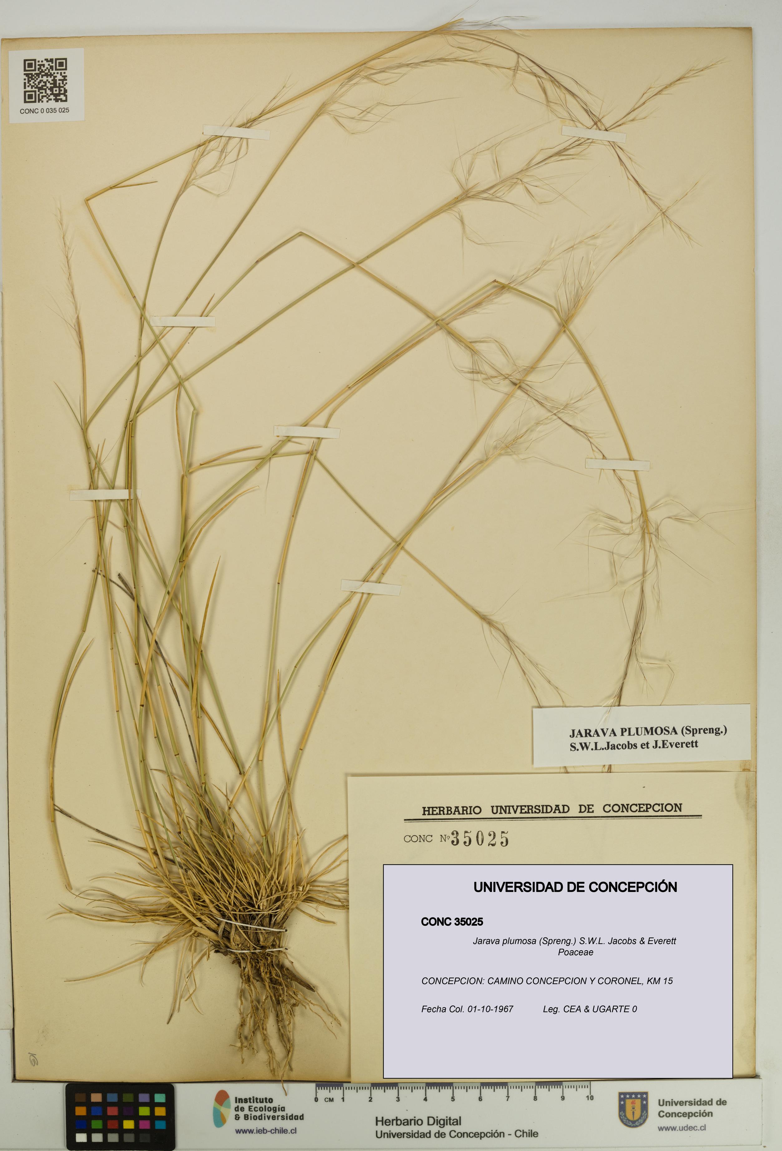 Jarava plumosa [Espécimen: UDEC:CONC:0035025]