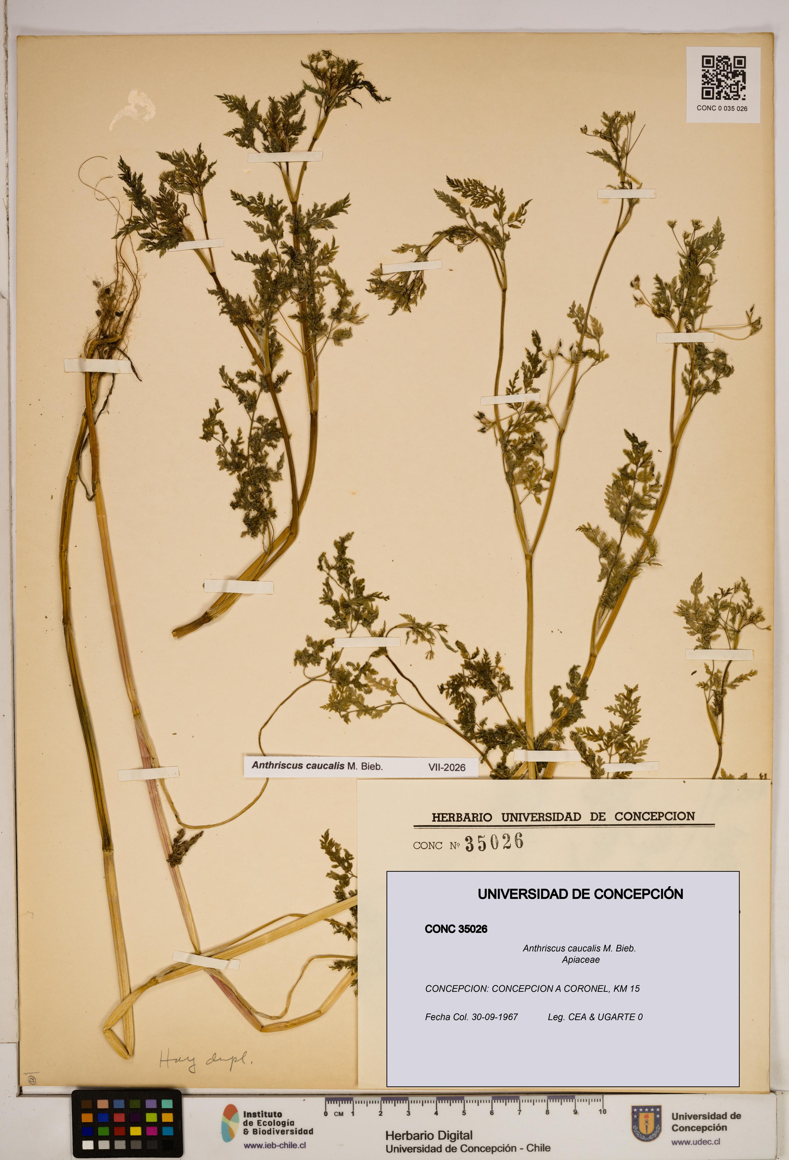 Anthriscus caucalis [Espécimen: ]